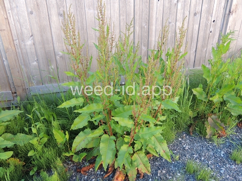 dock, broadleaf